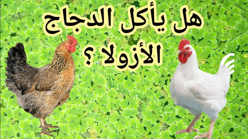 هل الدجاج يأكل الأزولا؟ تجربة حقيقية بين النجاح والتحديات