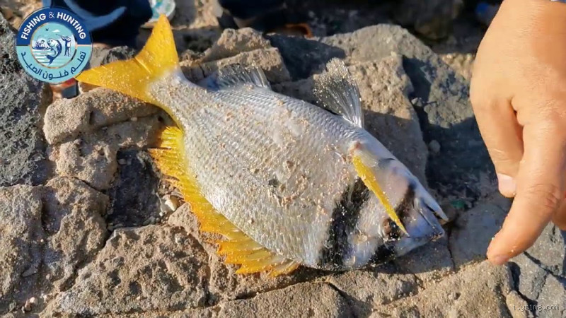 كيف يتم تخزين الأسماك بشكل صحيح للحفاظ على طزاجتها؟