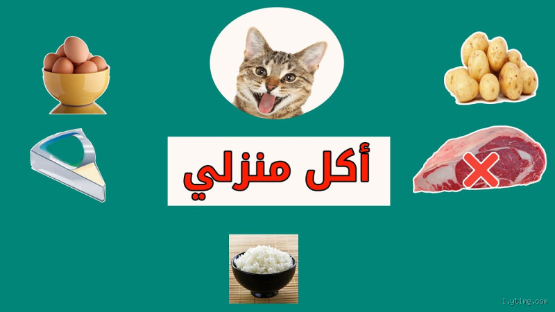 من وين اجيب اكل القطط؟ اكتشف الأماكن المثالية لشراء الطعام