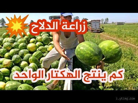 كم ينتج الهكتار من التبن في المغرب؟ كل ما تحتاج لمعرفته