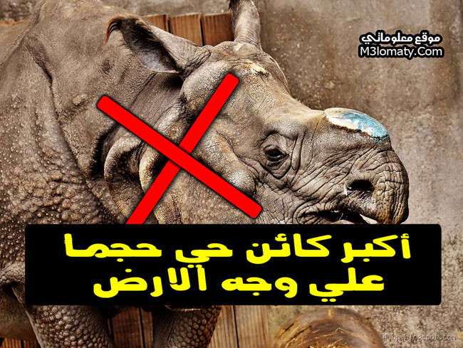 ما هو اكبر كائن حي في العالم؟