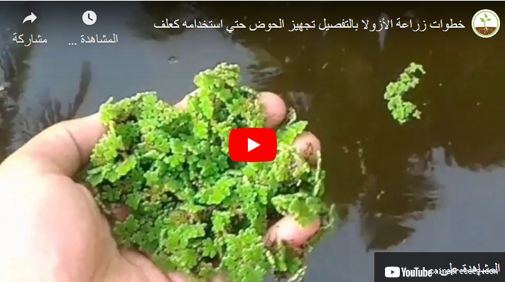 من أين أحصل على نبات الأزولا؟