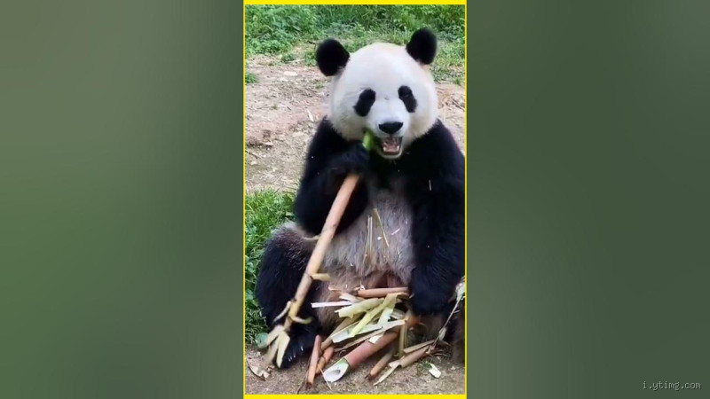 هل يجوز أكل لحم الباندا؟ سؤال غريب لكنه يستحق الوقوف عنده