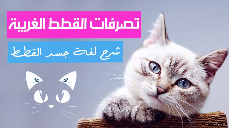 لماذا يوقظ القط صاحبه؟ تعرف على السبب وراء هذه العادة الغريبة