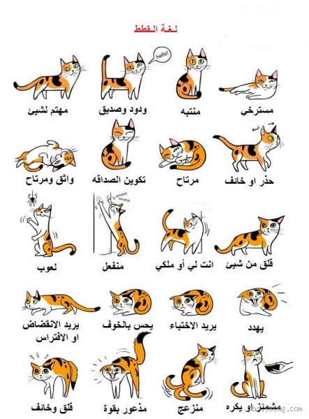 ماذا يقول القط؟ تعرف على أسرار لغة القطط