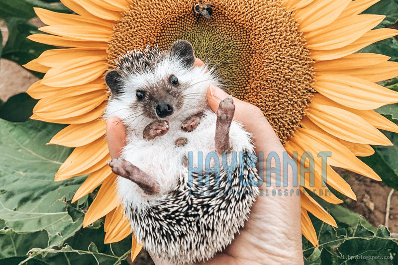 ما هو أسهل حيوان للتربية؟ تعرف على أفضل الخيارات