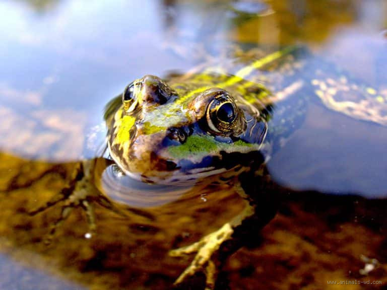 من أين يأكل الضفدع؟ سؤال بسيط بجواب مدهش