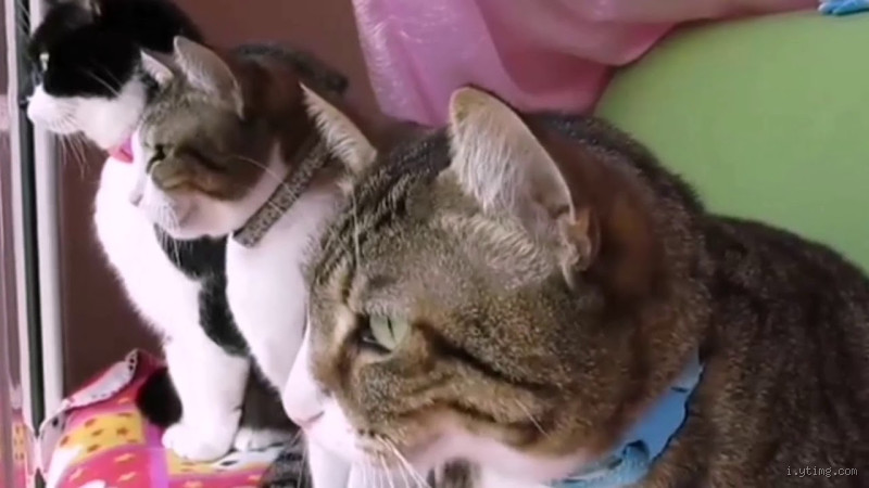 هل القطط تتكلم مع بعضها؟ اكتشف لغة القطط الغامضة