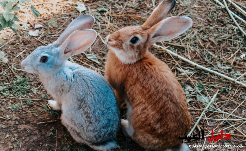 هل يجوز تربية الأرانب في المنزل؟