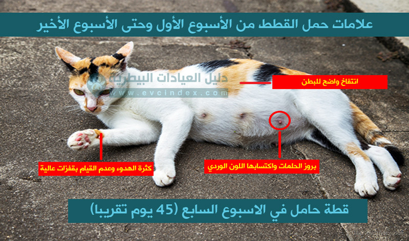 كيف اعرف ان قطتي لا تريد الزواج؟ تعرف على العلامات