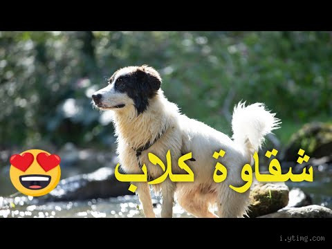 من الحيوانات التي يجوز اقتناؤها وتربيتها بالبيت؟