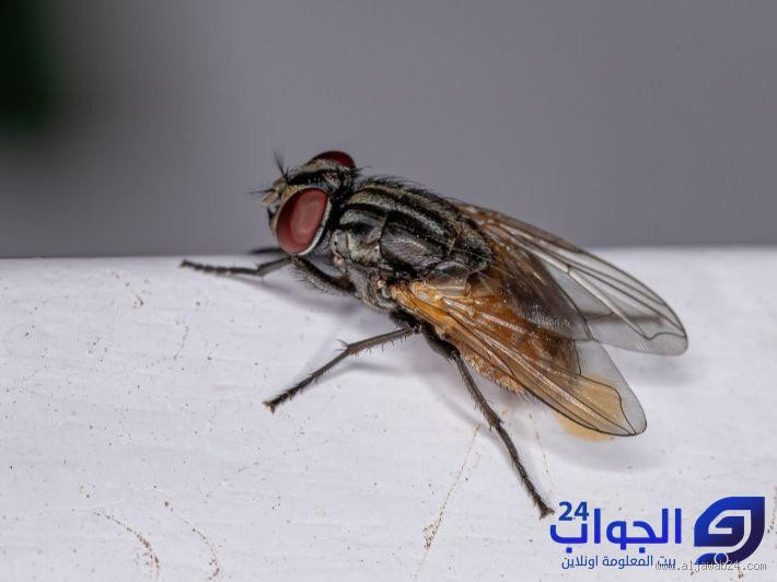 هل كان الرسول يأكل الذباب؟ الحقيقة المدهشة وراء هذه الأسطورة