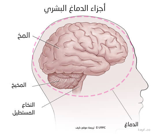 هل العقل موجود في المخ؟ إليك الحقيقة العلمية والفلسفية!