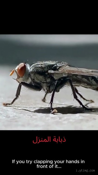 هل الحيوانات تكلم الله؟ اكتشف الحقيقة المدهشة!