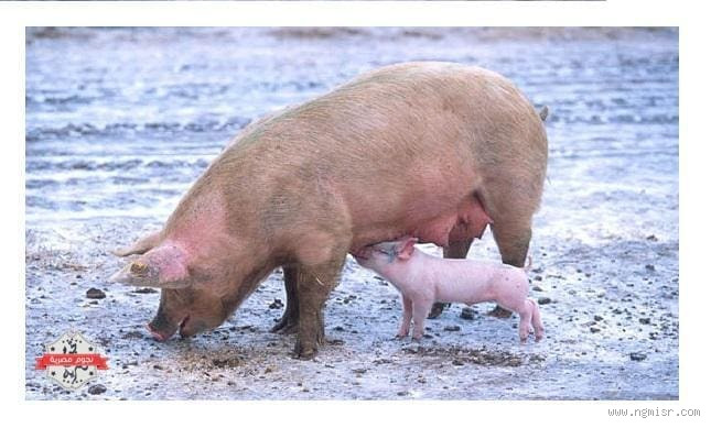 هل الخنزير إذا نظر إلى السماء يموت؟ حقيقة أم خرافة؟