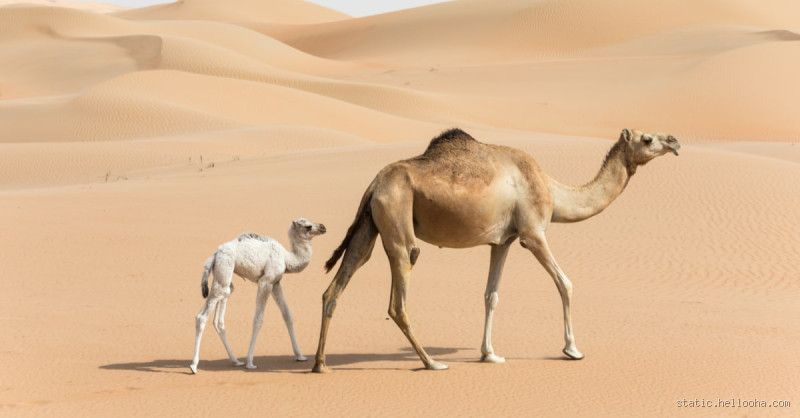 هل الناقة أنثى؟ الحقيقة وراء هذا السؤال الشائع