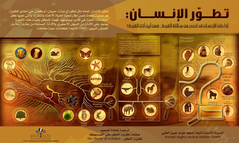 هل القردة كانت إنسان؟