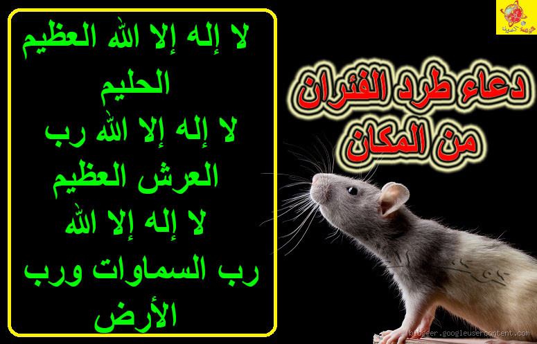 هل القرآن يطرد الفئران؟ اكتشف الحقيقة وراء هذا الاعتقاد الشعبي