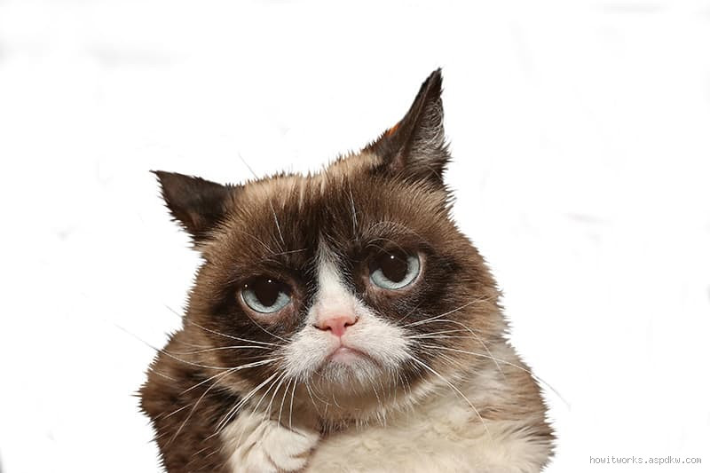 هل القطط لديهم عقول؟ اكتشف كيف تفكر القطط بالفعل!