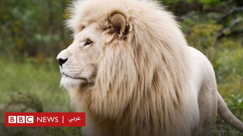 هل الأسود لا يدخل الجنة؟ حقيقة لا بد من معرفتها