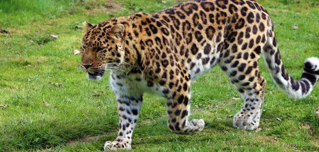 هل انقرض الفهد العربي؟ اكتشف الحقيقة وراء هذا السؤال المثير