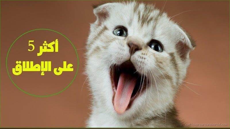 هل تعرف القطط من يطعمها؟ حقيقة مثيرة عن القطط وذكائها