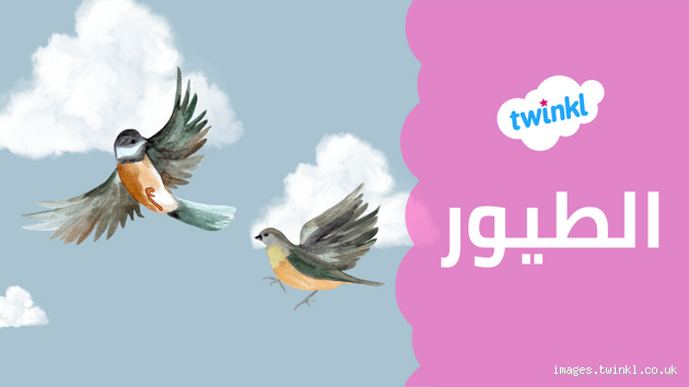 هل تغرد الطيور لجذب الأزواج؟ اكتشف الحقيقة وراء التغريدات