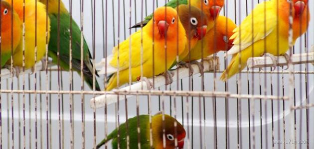 هل تربية العصافير في المنزل حرام؟ حقيقة مثيرة للجدل