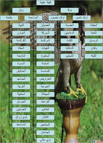 هل عتيبه أقوى قبيلة؟ الحقيقة بين التاريخ والواقع