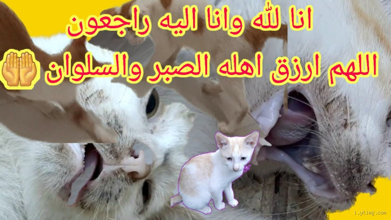 هل يشعر القط بسكرات الموت؟ الإجابة الحقيقية وراء هذا السؤال