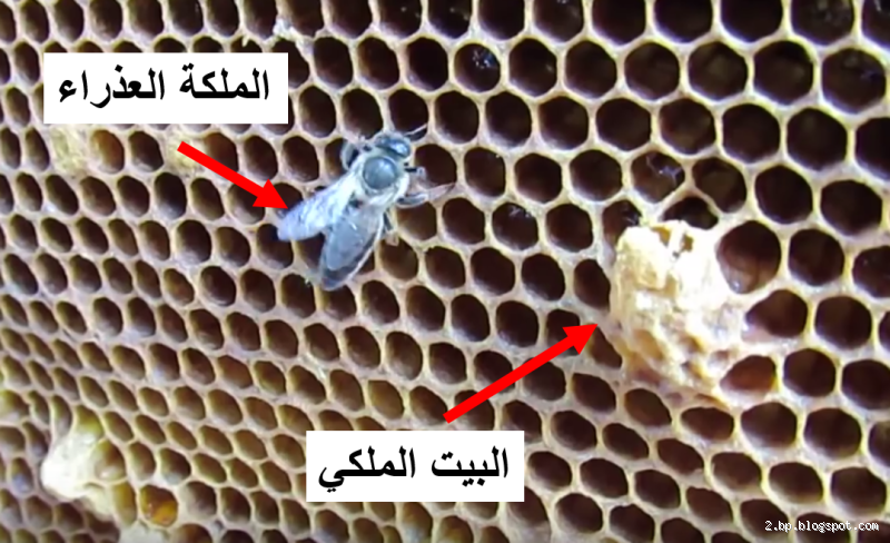 كم مدة العمرة 2024؟ تعرف على المدة والاحتياطات