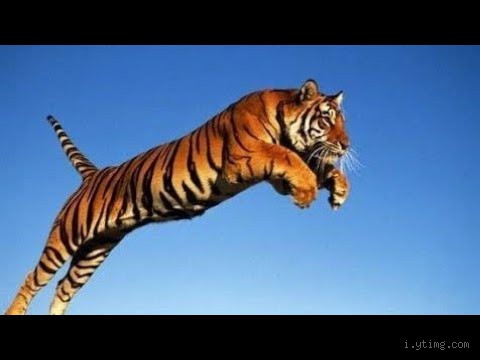 كيف يمكن لقفزات النمر أن تكون حاسمة في البرية؟!