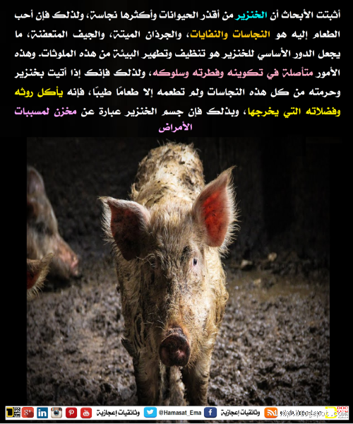 لماذا غضب الله على الخنزير؟