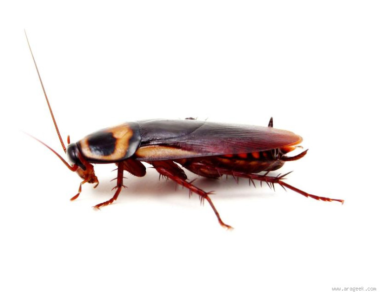 لماذا لا يغرق الصرصور في الماء؟ اكتشف سر بقاءه حيًا!