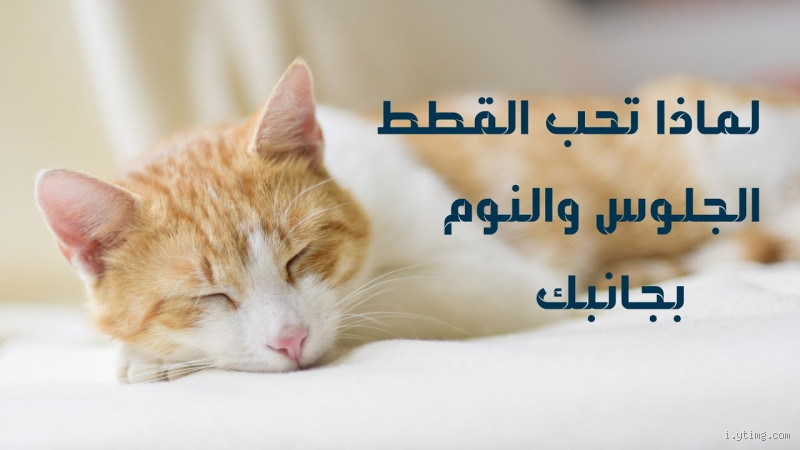 لماذا قطتي تحب الجلوس وحدها؟ الأسباب وراء هذه العادة