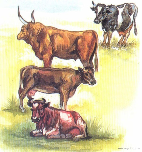 لماذا سمي حيوان البقرة بهذا الاسم؟ اكتشف الإجابة المثيرة