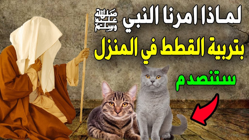 لماذا وصى الرسول بتربية القطط؟