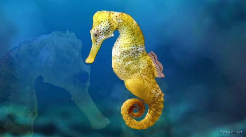 لماذا يحرم أكل حصان البحر؟