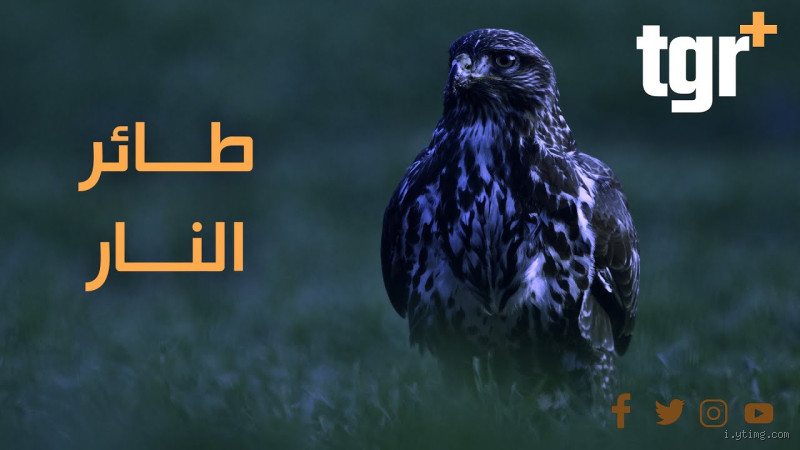 ما هو الطائر الذي قال عنه الرسول اقتلوه؟