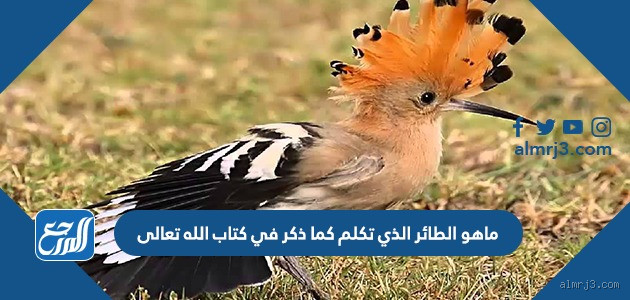 ما هو الطائر الذي يعلم إذا الحيوان مات؟