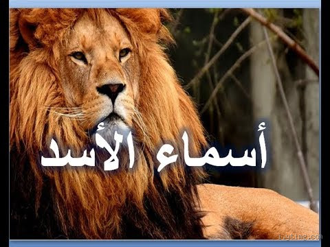ما هي أسماء الأسد 1500؟ دهشة اللغة وقوة المعنى