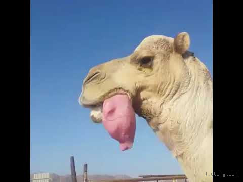 ما الشيء الذي يخرج من فم الجمل؟ تعرف على حقيقة غريبة!