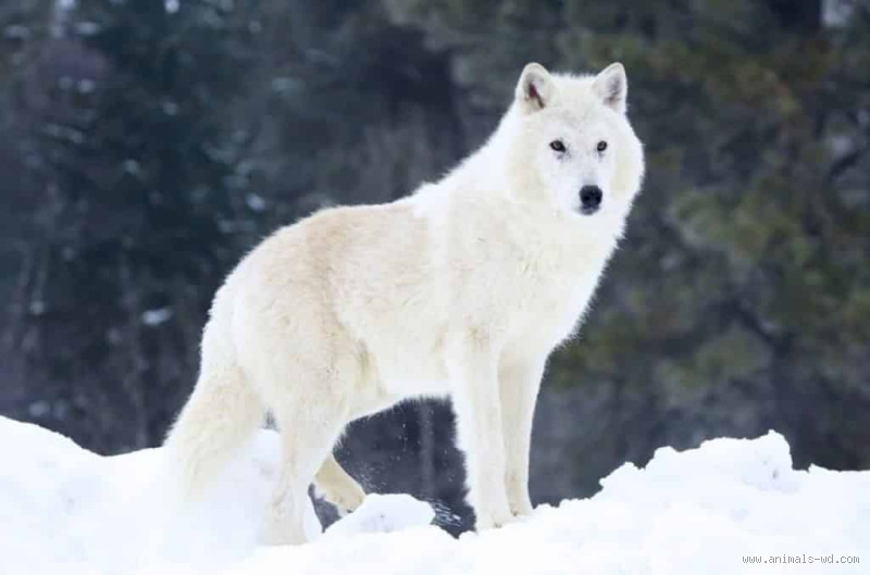 ما الاسم الذي يطلق على الذئب؟ كل ما تحتاج معرفته