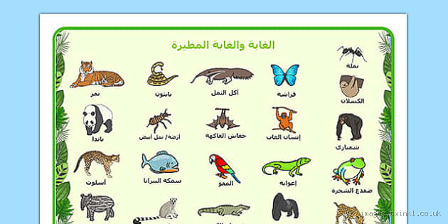 ما مفرد كلمة غابات؟ إجابة بسيطة بس فيها تفاصيل