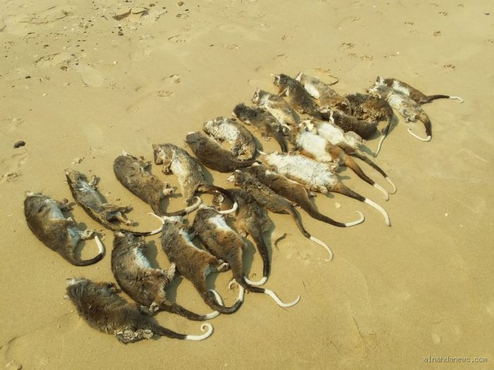 ماذا يطلق على موت الحيوانات؟ تعرف على المصطلحات الصحيحة