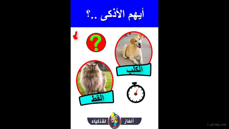 من هو أذكى؟ القطط أم الكلاب؟
