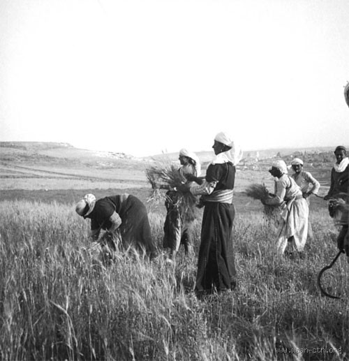 من أول من وجد القمح؟