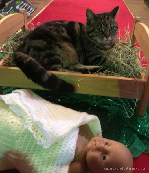 أين تختبئ القطط في المنزل؟ اكتشف أماكن الاختباء المدهشة