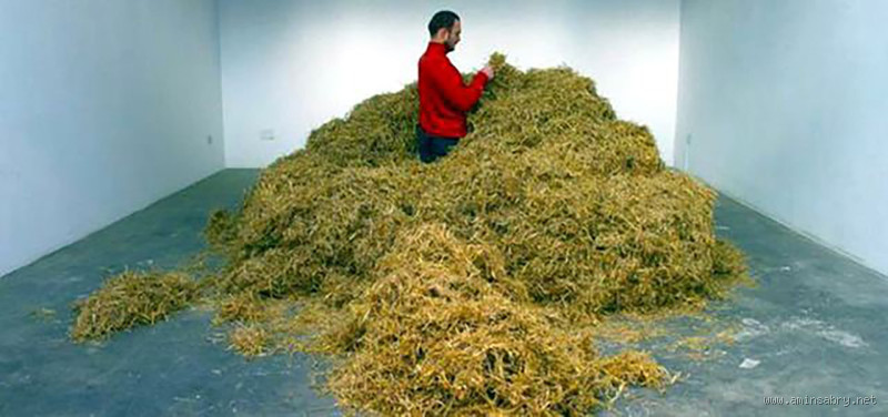 في أي عمر يبدأ المهر في أكل القش؟ اكتشف الجواب هنا