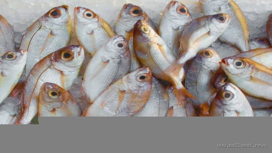 هل أكل السمك الميت حلال؟